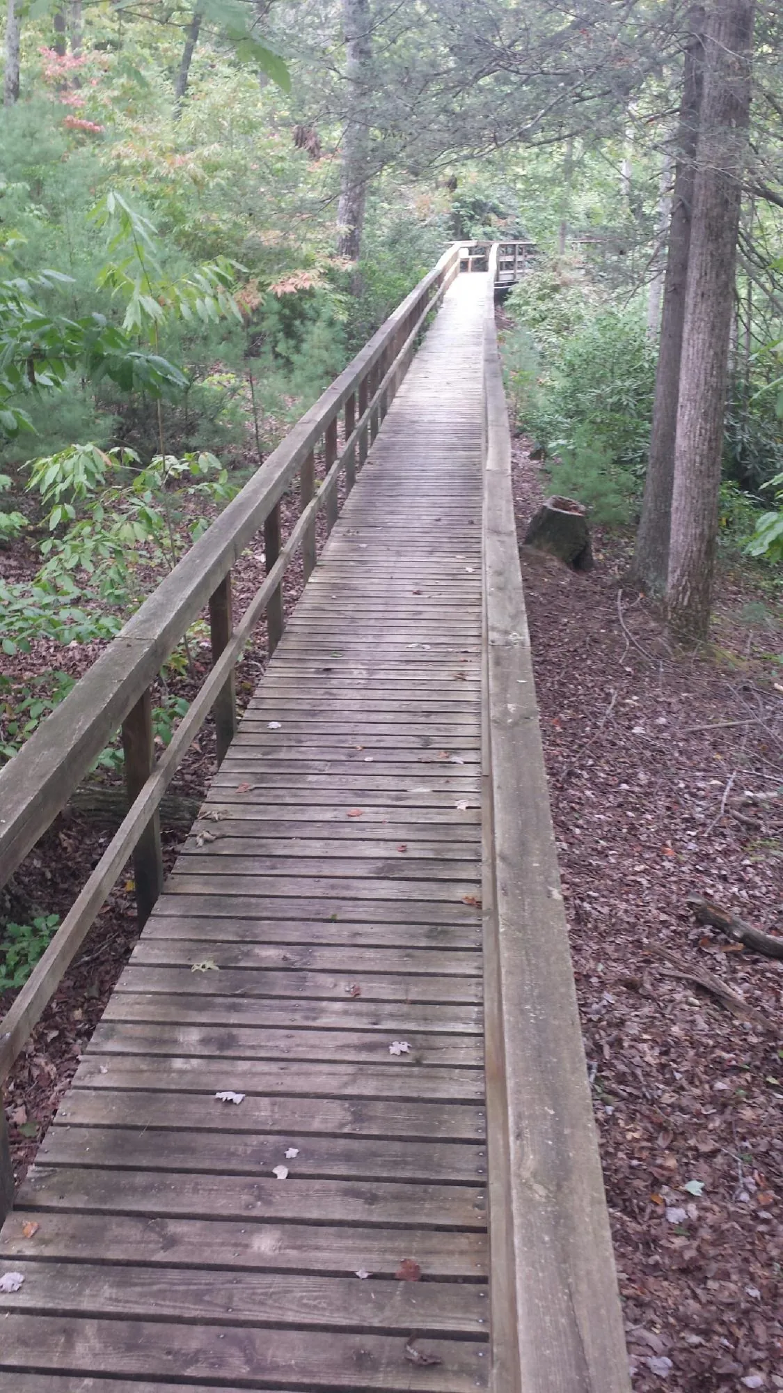 Long wood walkway with handrails built through the woods in Garden City